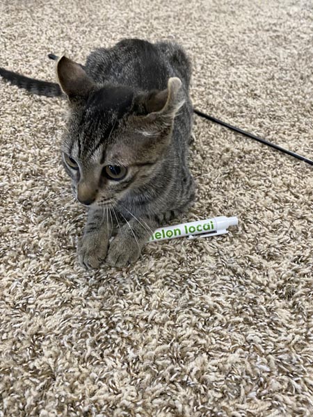 Cat with a Melon Local branded pen