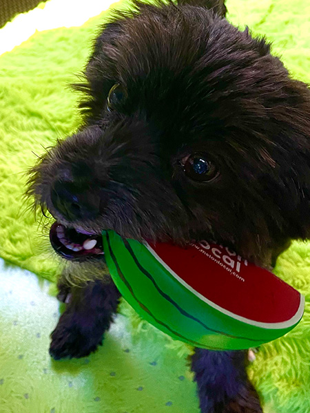 Neo, Melon Local Dog